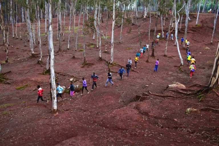 Bekoji, Ethiopia. August 2013. 6:00am Runners gather in "the forest" of Bekoji for daily training.